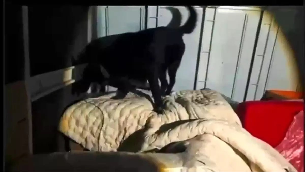 Hatay'da 11 Kilo Skunk Ele Geçirildi
