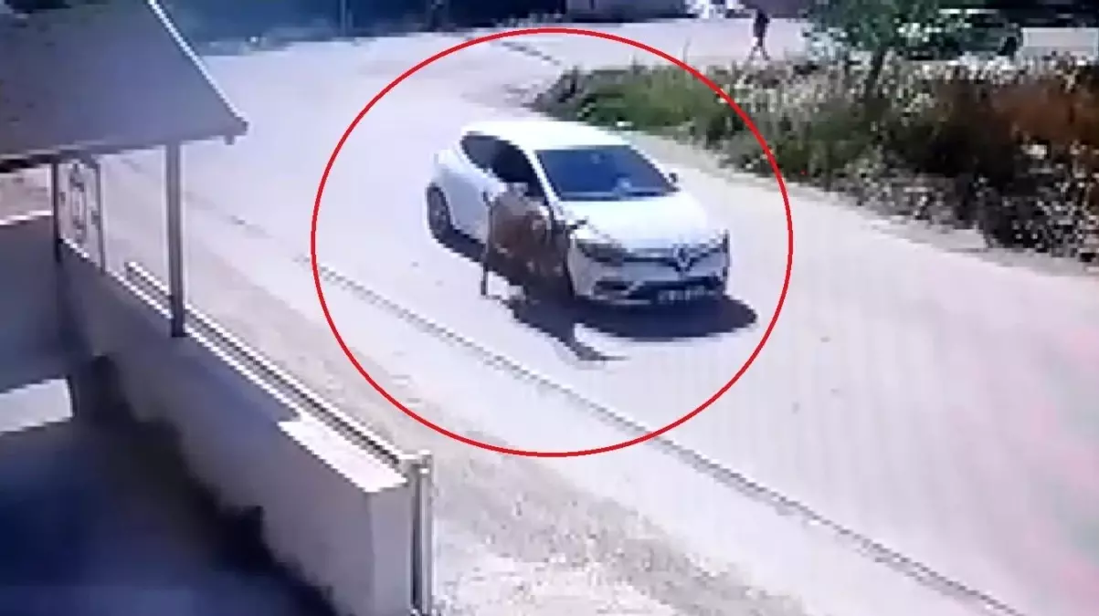 Hatay'da Eşek Kazası: Sürücüye Ceza ve Eşeğe Sahiplenme